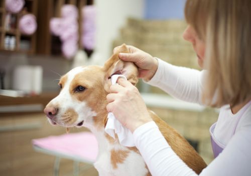 Como limpar o ouvido do seu pet com segurança e prevenir infecções