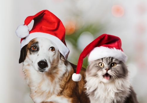 Cuidados essenciais para manter os pets seguros nas festas de fim de ano