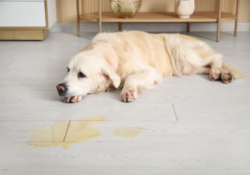 Como tirar cheiro de xixi de cachorro?