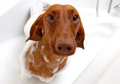 Você sabia que o focinho dos cães funciona como uma impressão digital?