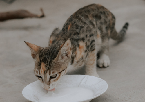 Seu pet bebe água o suficiente? Veja como identificar sinais de alerta