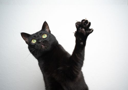 Conheça 7 raças de gato preto que se destacam pela pelagem escura