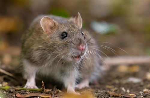 Tribunal garante indenização e pensão a família de servidor morto por hantavirose