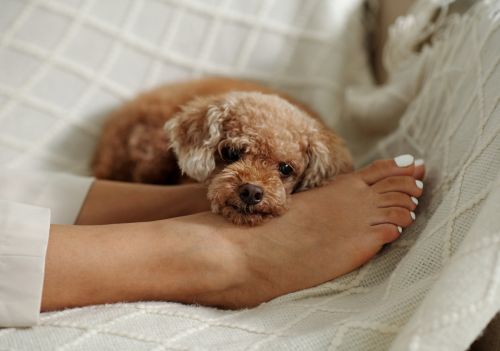 Por que os cachorros deitam em nossos pés?