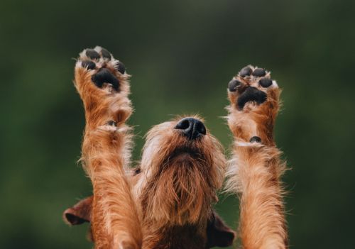 Queimaduras nos coxins de cães aumentam no calor e podem causar complicações graves