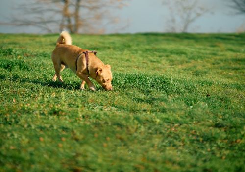 Por que alguns cães enterram a própria comida?