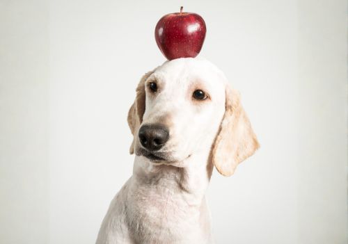 Quais frutas o seu cachorro pode comer?