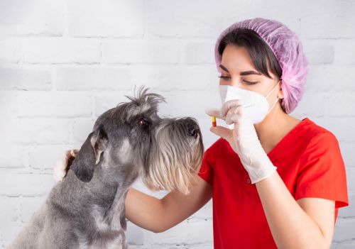 Como dar comprimido para cachorro de maneira rápida e segura
