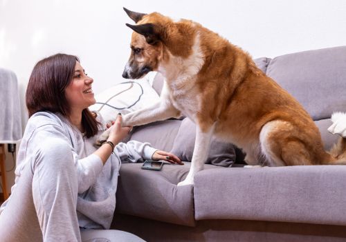 5 dicas para melhorar a comunicação com seu cachorro