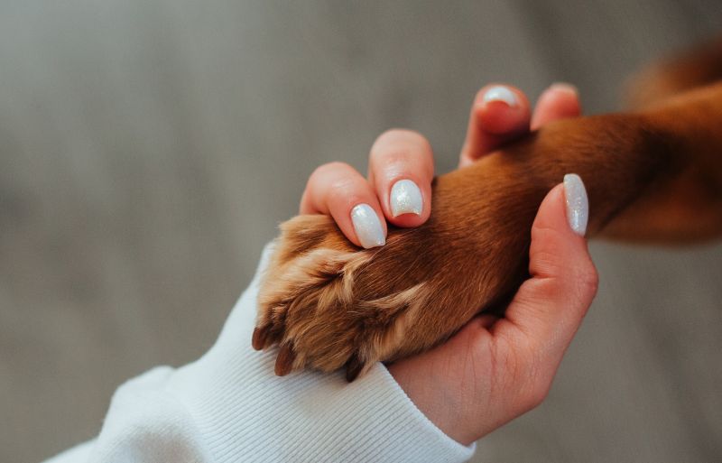Hotel de pet é condenado a indenizar tutora por morte de cão
