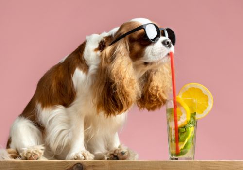 7 dicas para refrescar o ambiente dos pets no calor