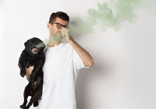 Mau hálito em pets pode indicar doenças graves