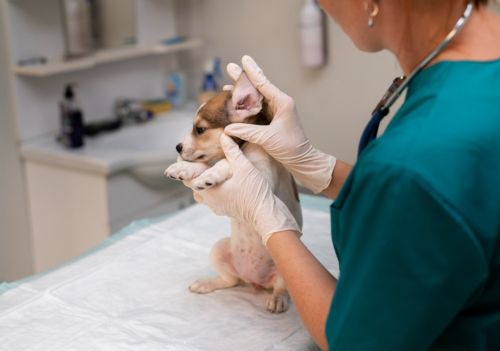 O que causa cera preta no ouvido do cachorro e quais os riscos?