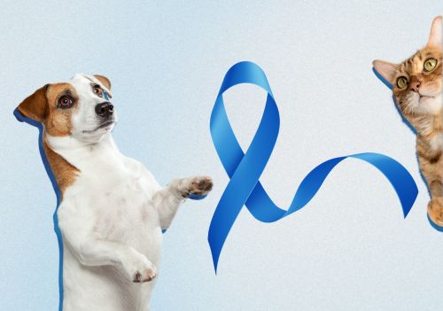 Novembro Azul: prevenção do câncer de próstata também importa para cães e gatos