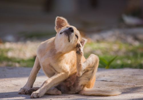 Seu cachorro se coça o tempo todo? Entenda o que isso pode indicar
