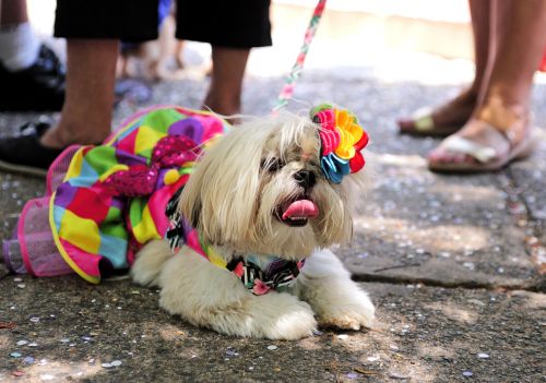Como proteger cães e gatos nos blocos de rua durante o Carnaval