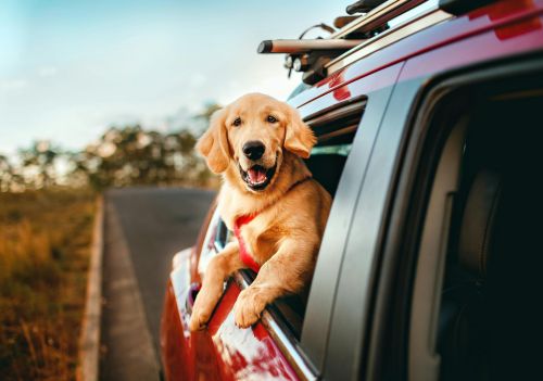 Confira quais cuidados ter antes de viajar com seu pet