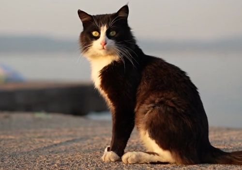 Para onde os gatos vão? Estudo mostra o que acontece quando saem de casa