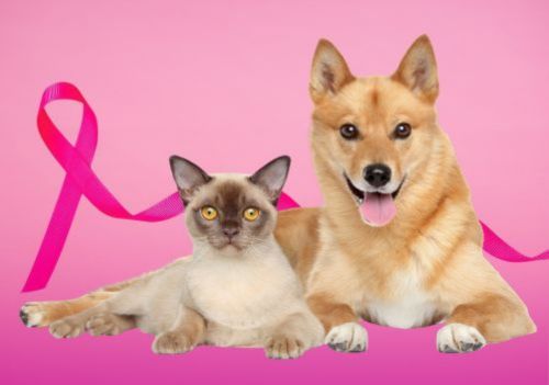 Outubro Rosa Pet alerta para câncer de mama em cães e gatos; veja como prevenir