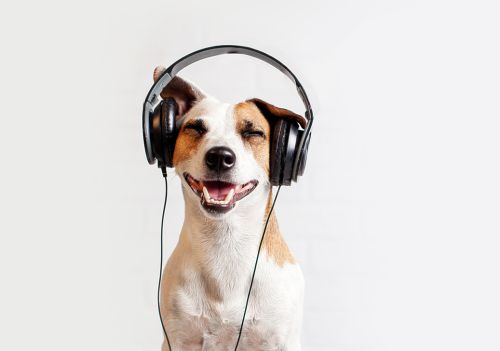 O que diz a ciência sobre a influência da música nos animais