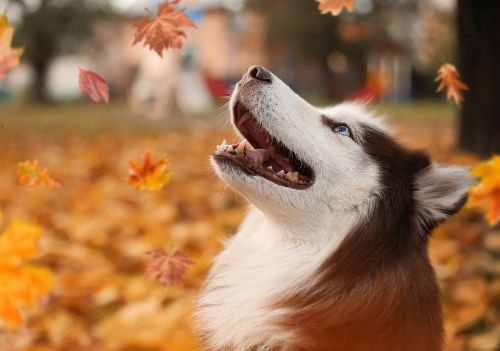 7 dicas para proteger a saúde dos pets no outono