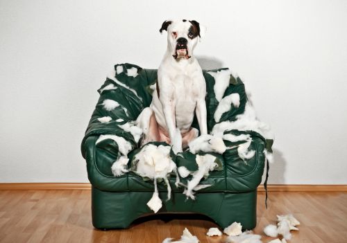 Por que seu cachorro destrói objetos em casa e como evitar