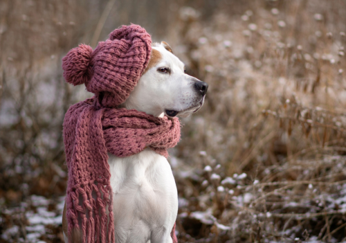 Pets precisam mesmo de roupa no frio? Quando o uso é realmente necessário