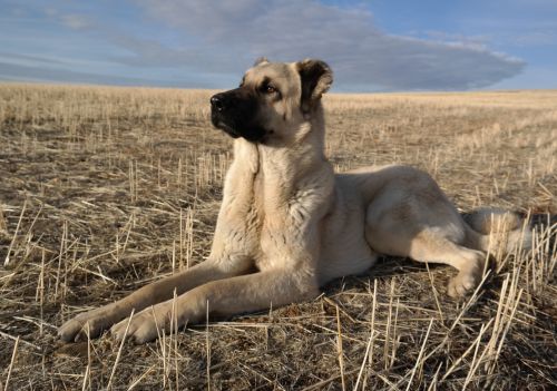 Por que o Kangal é considerado o cachorro mais forte do mundo?