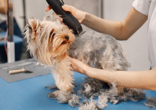 Tosa no verão: alívio ou mito?