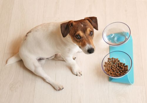 Pet sem apetite: entenda as causas e o que fazer