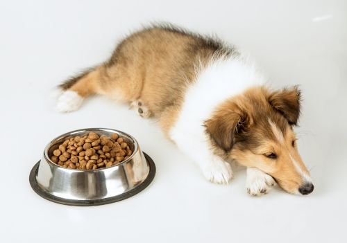 Por que pets enjoam da ração?