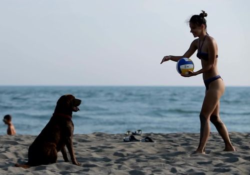 Confira praias pet-friendly para curtir com seu cachorro