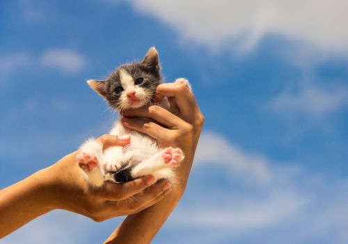 50% dos gatos chegam aos lares por adoção, aponta estudo