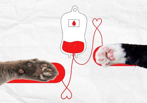 Dia Nacional do Doador de Sangue destaca a importância da doação entre pets