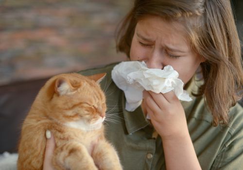 Pets pioram a rinite? Especialistas explicam