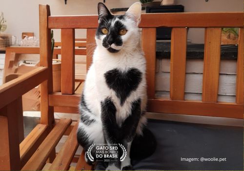 Gato com mancha em forma de coração é eleito o mais bonito do Brasil