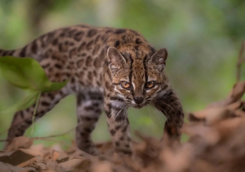 Após mais de 100 anos, nova espécie de felino é descoberta na Bolívia