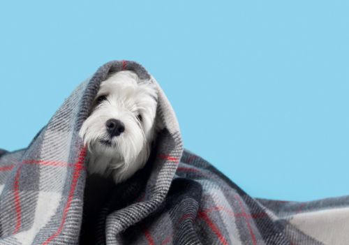 Como evitar que cães e gatos sofram com o frio e as baixas temperaturas
