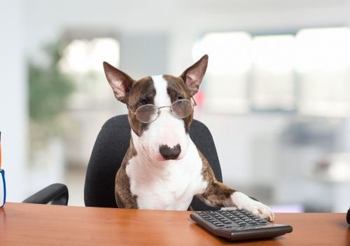 Estudo revela como calcular a idade do seu pet