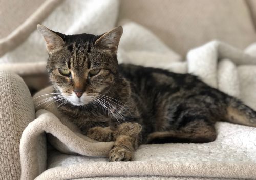 Sarcopenia em gatos idosos: como identificar, tratar e preservar a saúde muscular do seu pet