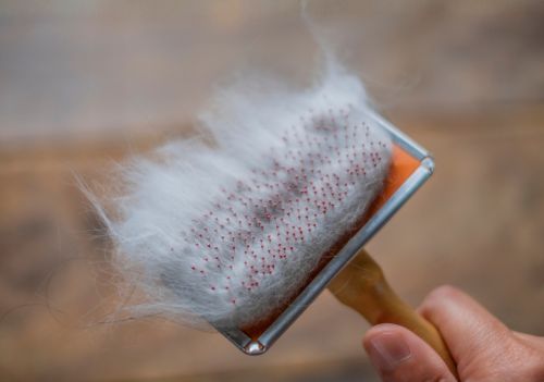 O que a queda de pelo revela sobre a saúde de cães e gatos