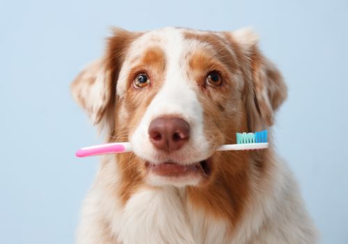 Bem-estar dos pets depende de atenção contínua à saúde bucal