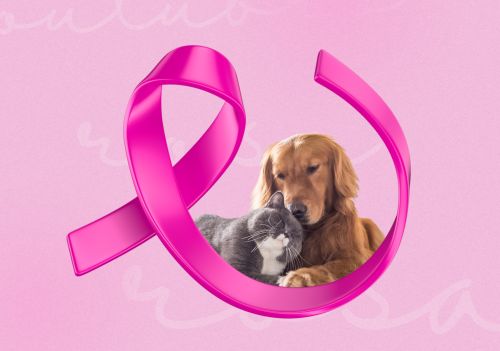 Câncer de mama também atinge pets; entenda como prevenir