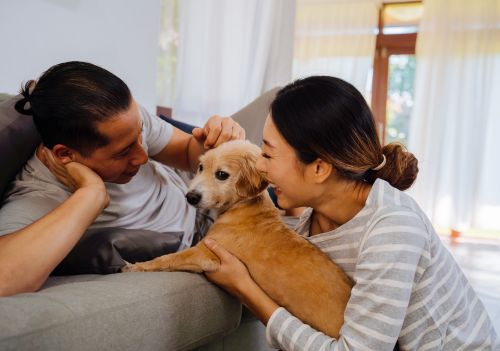 Cães aprendem palavras apenas ao ouvir humanos conversar, revela estudo