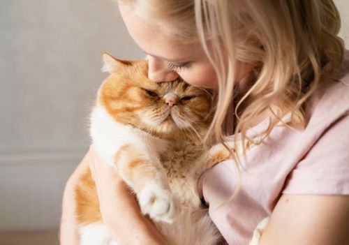 Sinais que demonstram que seu gato realmente te ama