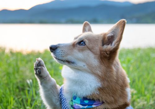 O que está por trás das manias dos cães? Entenda o comportamento canino